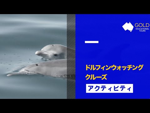 (SW)ドルフィンウォッチングクルーズ・South West Activities Dolphin Watching Cruise Bunbury