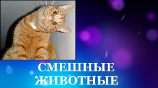 Смешные животные. Смотреть про кошек смешно Смешные животные. Смотреть про кошек смешно
