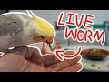 Cockatiel Tries Different Food!