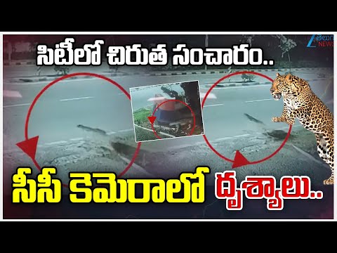People are Scared of Leopards Roaming around..In Hyderabad | Zee Telugu News