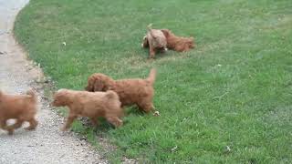F1B Miniature Goldendoodle Puppies For Sale