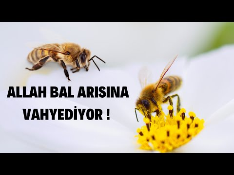 ALLAH BAL ARISINA VAHYEDİYOR / NAHL SURESİ 68-69.AYETLER