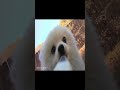 Pomeranian Gopro!