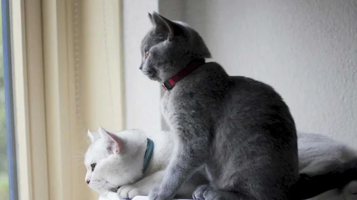 Video 1121: british shorthair blue girl, silver shaded british, little cat