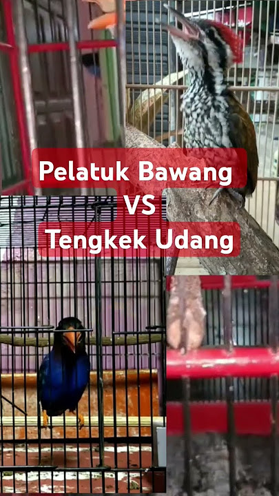 Masteran Handal Tengkek Udang Vs Platuk Bawang #masteranjernih