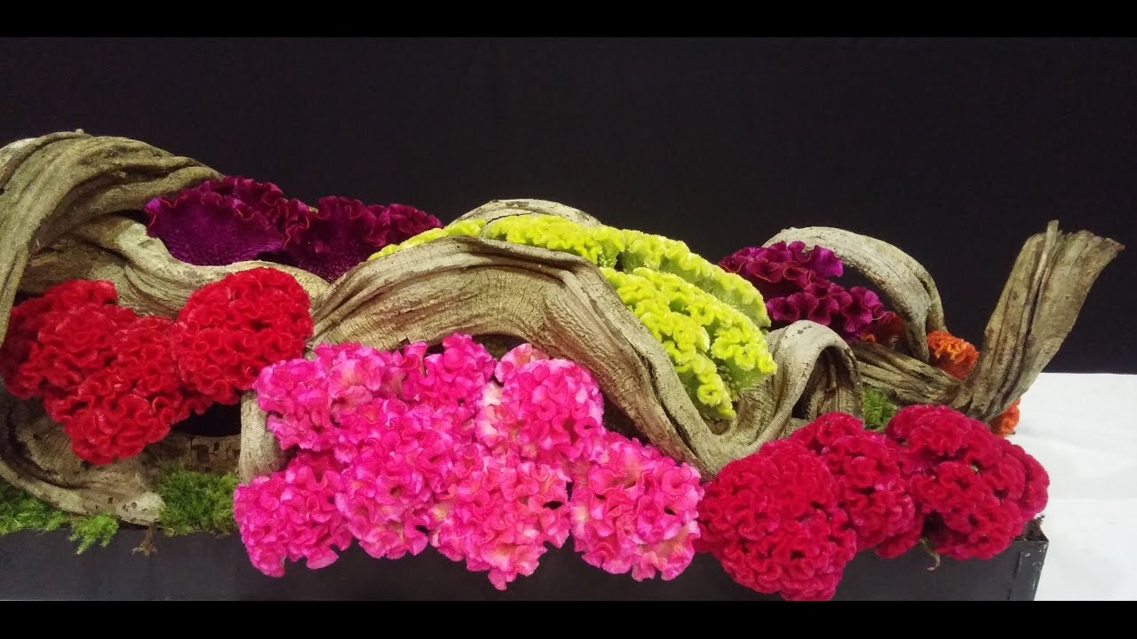 Arranjo de flores com celósias coloridas e cipós retorcidos