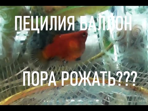 Когда ПЕЦИЛИИ БАЛЛОН пора рожать? Отсаживаем ДИСКОВУЮ ПЕЦИЛИЮ на роды.