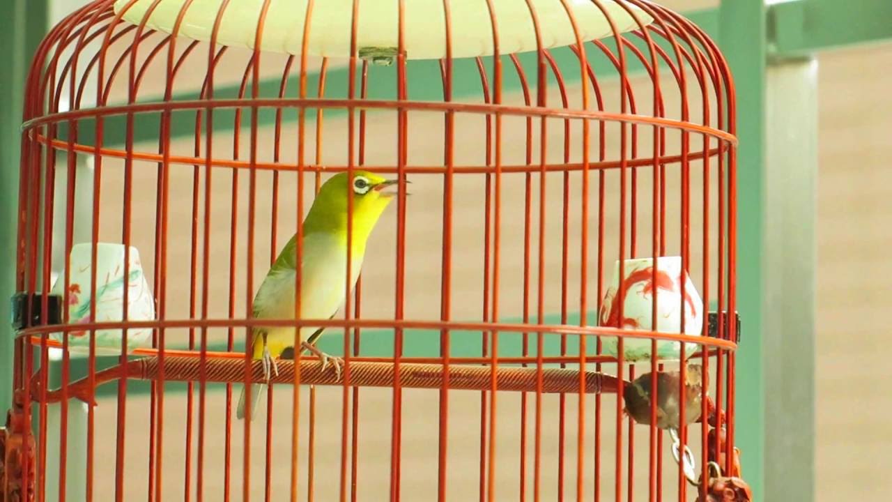 今年六月手養綠繡眼大叫 Japanese White-eye