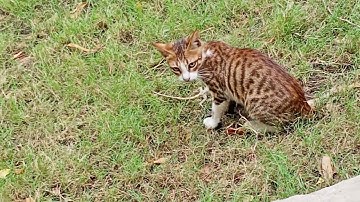 Cat prey camelion part 2 live video @ MOODISTAN,