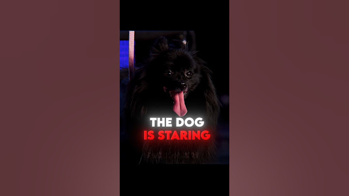This dog can hypnotize people 🔥#trollface #edit #bgt #trending #fyp #shorts