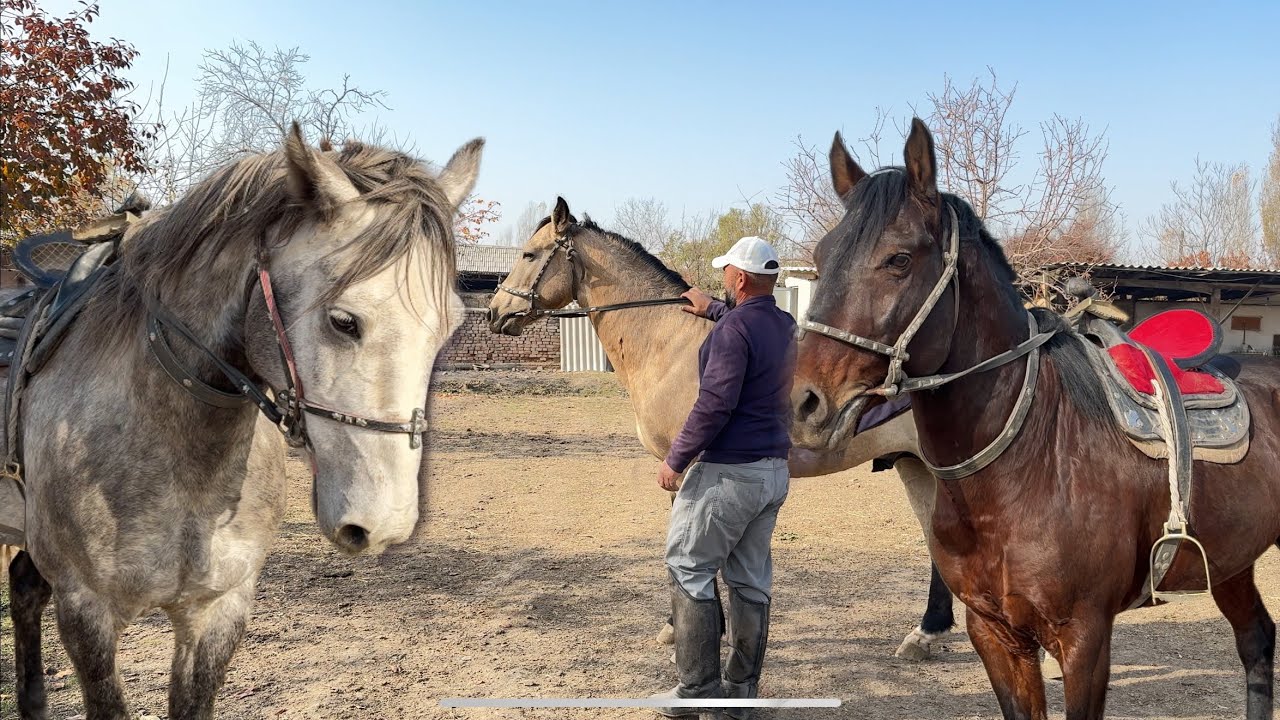 Uloq Uchun Eng Zo‘r Otlar! Mustang, Bosun, Rembo Haqida To‘liq Ma’lumot