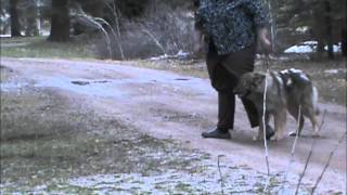Bonnie Lee Heeling by DireWolf Dogs of Vallecito, LLC 345 views 10 years ago 3 minutes, 51 seconds