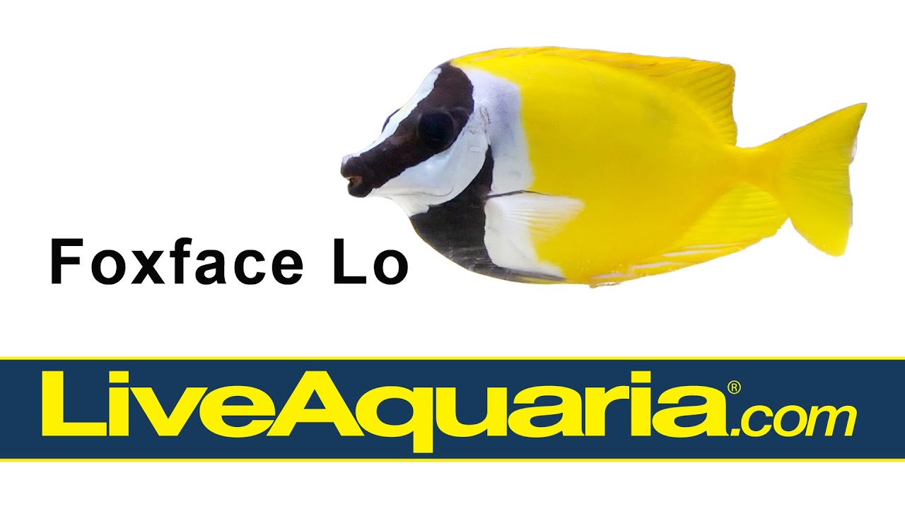 Foxface Lo (Siganus vulpinus) | LiveAquaria - YouTube