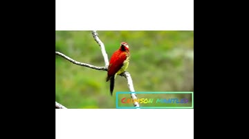Burung Crimson Mantled