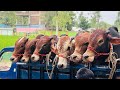 Vlog-03 | Ivory Cattle Farm | New collection | Qurbani 2026