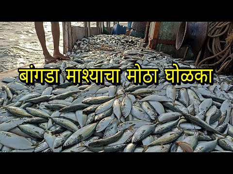 amazing mackerel Fishing jackpot. बांगड्याची तुफान मासेमारी. mumbai Indian fishing 🎣