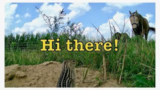 Horse discovers ground squirrel and field camera.