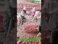 You Won't Believe How Fast They Pack Bags! : Inside a High-Speed Manual Garlic Processing Factory