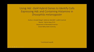 Using Hdc -Gal4 Hybrid Genes to Identify Cells Expressing Hdc and Containing Histamine in Drosophila