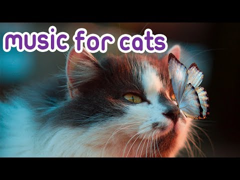 Cat Music: 15 Jam Santai Musik Untuk Kucing Anda!