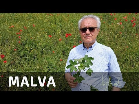 Video: La malva comune è perenne?