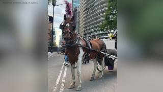 NYC carriage horse died after eating poisonous plant