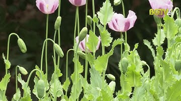 Trồng cây anh túc thu nhập tiền tỷ mỗi năm