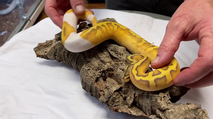 INSANE PIED BALL PYTHON COMBOS!! | Jon's Jungle