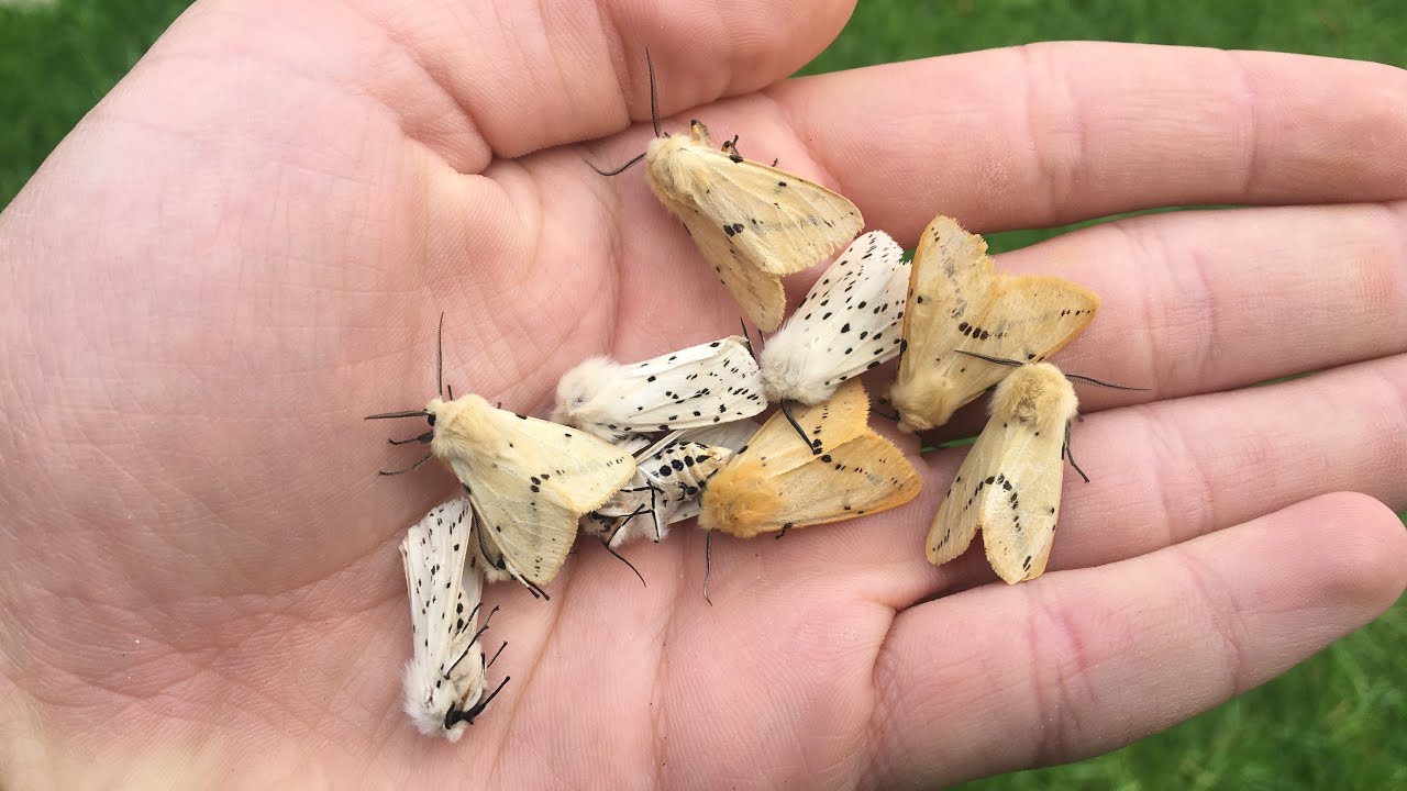 Moth trap May 31st 2025