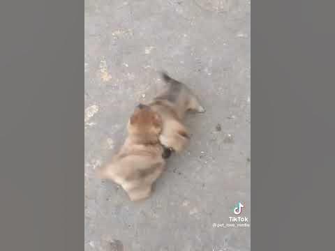 кучуклар жанги 👍👍 - YouTube