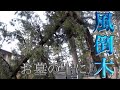 墓地の倒木を処理してきました。