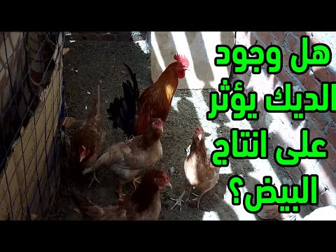 فيديو: هل يجب أن تكون الديوك مع الدجاج البياض؟