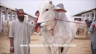 qurbani || Sibi Bhagnari || Biggest Breed || In Pakistan ||