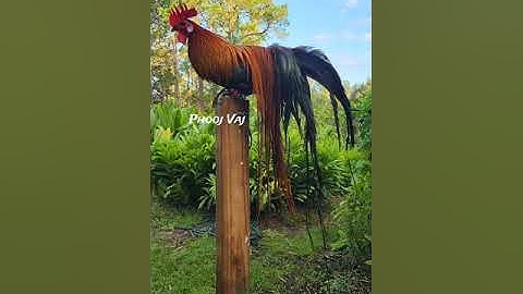 Saddle Feathers - Bantam Phoenix Qaib Dib Tw Ntev #reels #shorts #chicken #gamefowl #ayam #gallos