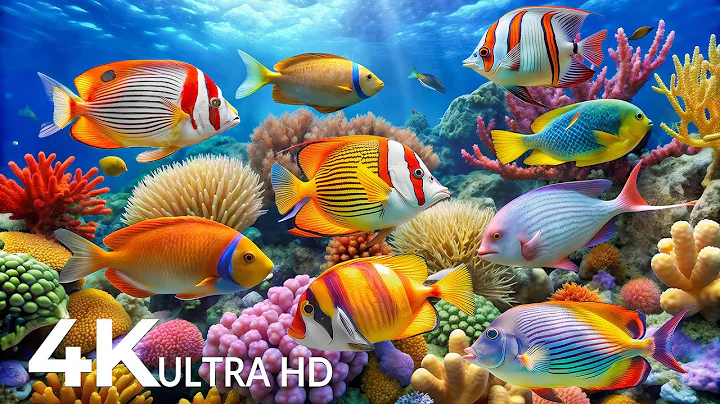The Best 4K Aquarium - Explore the Underwater World and Beautiful Coral Reef Fish for Deep Sleep #64 thumbnail