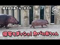帰宅もダッシュ!走って帰るカバの赤ちゃん【旭山動物園】旭子お母さんと仔カバ