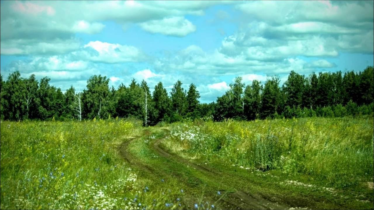 Деревья возле дороги. Лес окружал деревню плотным кольцом. Лес окружал деревню плотным кольцом. Село никольское рамешковский район. Лес поляна опушка.