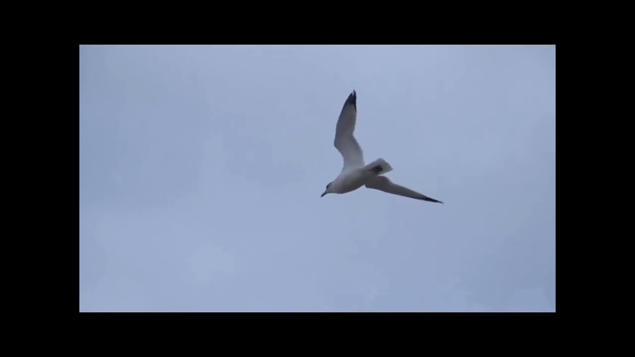 Lagu Tempo dulu,Kolo masa Riku/Voc:Nando Taseon