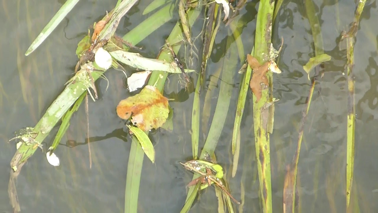 Demoiselles - Calopteryx virgo -  European damselfly  - on River Rhother at Cowdray