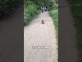 this tiny dog isn't just cute but also strong #cute #dog #bike #wood