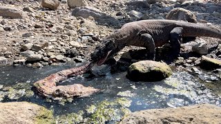New||Komodo Swallow Electric Eel Carcases
