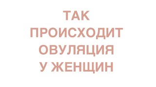 Как происходит овуляция? 👀