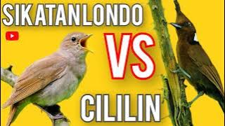 MASTERAN SIKATAN LONDO VS CILILIN GACOR JERNIH
