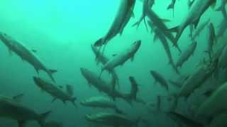 Diving in Xcalak National Park