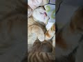 #cat #lazycat #cutecat #catlover #cuteanimal #cute #lazypets #cutepet #lazy