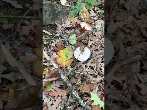 Russula mairei - tossico “Falsa colombina” Pillole di Micologia con Giacomo Jack Ispettore Micologo