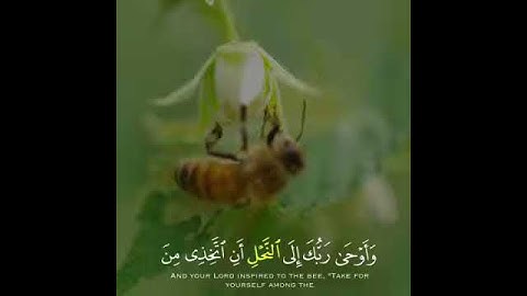 آيات قرآنيه (سبحان الله وبحمده سبحان الله العظيم) ❤️.
