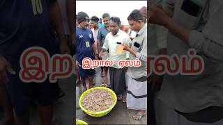 இறால் ஏலம்🦐 | Fresh Prawn Auction 💰| Fish Market Live #fishing #shorts