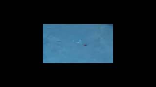 Копия - Jumprize Popopen 75F и 95F - крутой уолкер - с Алиэкспресс из Китая #lure