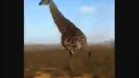 Retarded Running Giraffe [Original]